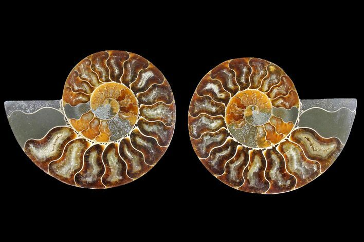 Agatized Ammonite Fossil - Madagascar #139723